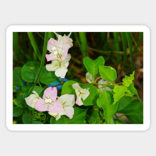 Bougainvillea Sticker